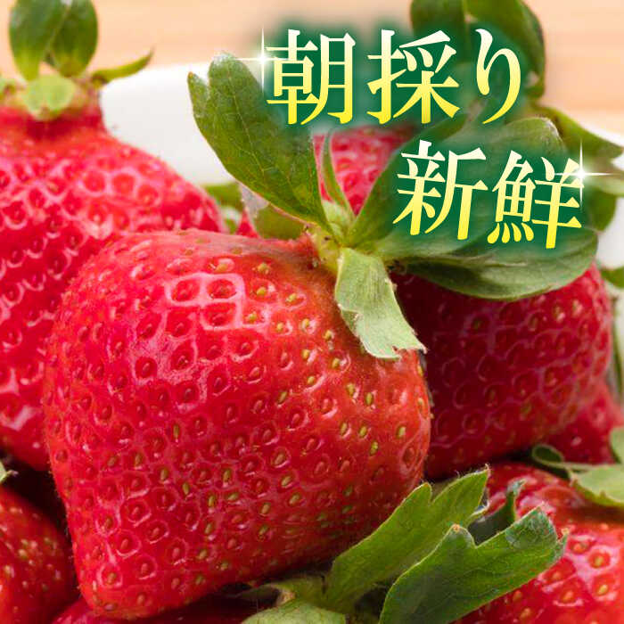 【ふるさと納税】【2026年2月上旬より発送】先行予約！農家直送 朝採り新鮮いちご【博多あまおう】約270g×2＜株式会社H&Futures＞ 那珂川市 いちご フルーツ くだもの 果物 あまおう 九州産 苺 国産 [GDS003] 9000 9000円 9千円 サムネイル2