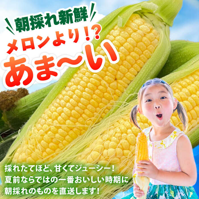 【ふるさと納税】【先行予約 2026年5月末より発送】朝採れ スイートコーン 約5kg（10~12本入り）生産者よりお届け 数量限定 とうもろこし ＜ちくし農園＞那珂川市 | トウモロコシ 野菜 産地直送 採れたて もろこし 野菜 BBQ 甘い 期間限定 [GDU001] 10000 10000円 1万円 以上 - 画像2