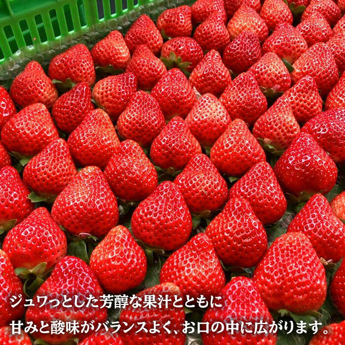 【ふるさと納税】【全3回定期便】2026年1〜3月発送『自然環境農法』で育てた福岡県産あまおう約285g×2パック＜おおきべりー株式会社＞ 那珂川市 定期便 いちご フルーツ くだもの 果物 あまおう 九州産 苺 イチゴ あまい 国産 [GZE003] 40000 40000円 4万円 以下 サムネイル2