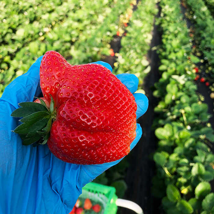 【ふるさと納税】【全3回定期便】2026年1〜3月発送『自然環境農法』で育てた福岡県産あまおう4パック＜おおきベリー株式会社＞那珂川市 定期便 あまおう いちご 苺 果物 フルーツ [GZE004] 70000 70000円 7万円 以上 サムネイル3