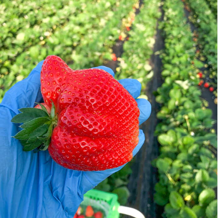 【ふるさと納税】『自然環境農法』で育てた福岡県産 冷凍あまおう 2kg＜おおきべりー株式会社＞ 那珂川市 | いちご フルーツ くだもの 果物 あまおう 九州産 苺 国産 冷凍いちご [GZE005] 20000 20000円 2万円 以下 サムネイル3