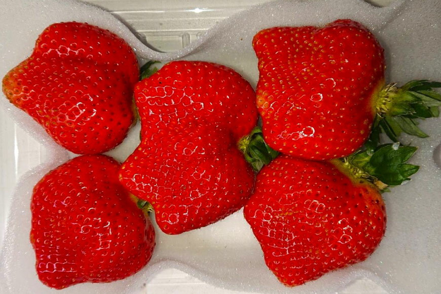 【ふるさと納税】 いちご 厳選大粒 あまおう 約250g〜270g 2パック 計約 500g [THE FARM_strawberry 福岡県 宇美町 um40azo780013] 苺 イチゴ フルーツ 果物 果実 くだもの 甘い あまい 大粒 サムネイル2