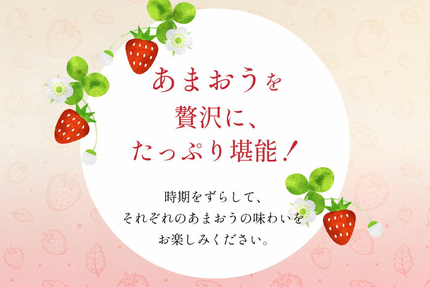 【ふるさと納税】 いちご あまおう 満喫セット 3回 定期便 [THE FARM_strawberry 福岡県 宇美町 um40azo780015] 苺 イチゴ 冷凍いちご 冷凍あまおう 冷凍イチゴ 冷凍苺 甘い あまい アイス ジェラート シャーベット フルーツ 果物 定期 サムネイル2