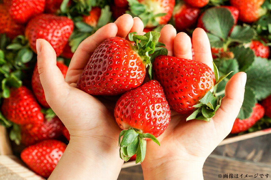 【ふるさと納税】 期間限定 いちご あまおう 250g× 4パック 選べる発送月 [増田青果 福岡県 宇美町 um40beq650000] 先行予約 苺 イチゴ フルーツ 果物 果実 甘い あまい 季節限定 サムネイル2