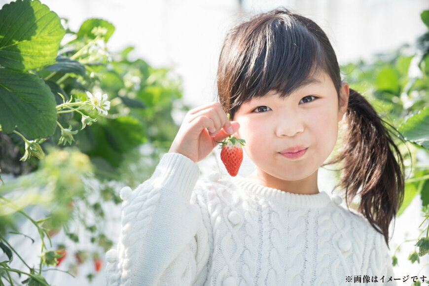 【ふるさと納税】 期間限定 いちご あまおう 250g× 4パック 選べる発送月 [増田青果 福岡県 宇美町 um40beq650000] 先行予約 苺 イチゴ フルーツ 果物 果実 甘い あまい 季節限定 サムネイル3