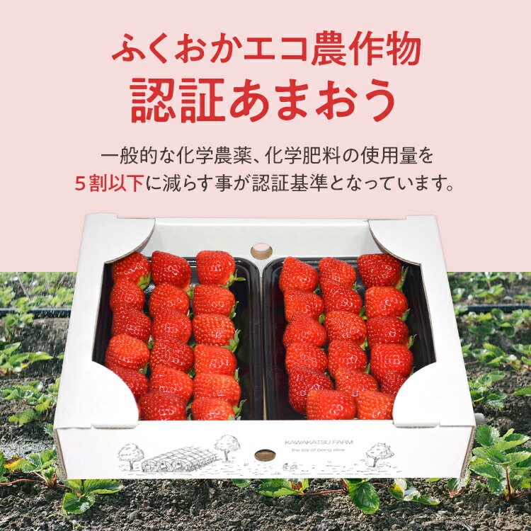 【ふるさと納税】ふくおかエコ農作物認証あまおう M～Lサイズ【選べる】 あまおう イチゴ 苺 いちご フルーツ 果物 くだもの 福岡県産 お取り寄せグルメ お取り寄せ 福岡 お土産 九州 福岡土産 取り寄せ グルメ 福岡県 サムネイル2