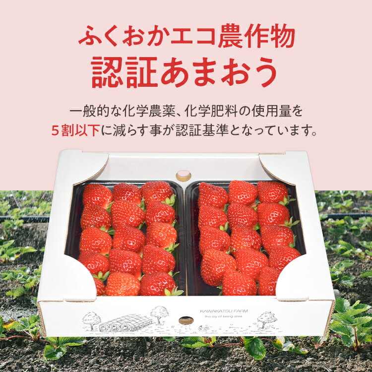 【ふるさと納税】ふくおかエコ農作物認証あまおう 2Lサイズ【選べる】 あまおう イチゴ 苺 いちご フルーツ 果物 くだもの 福岡県産 お取り寄せグルメ お取り寄せ 福岡 お土産 九州 福岡土産 取り寄せ グルメ 福岡県 サムネイル2
