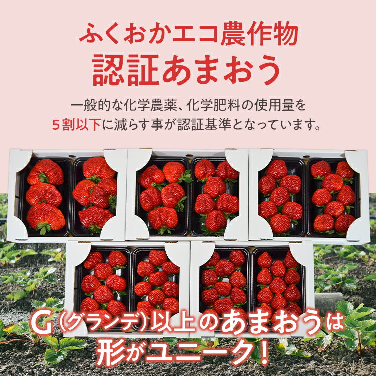 【ふるさと納税】ふくおかエコ農作物認証あまおう G以上【選べる】 あまおう イチゴ 苺 いちご フルーツ 果物 くだもの 福岡県産 お取り寄せグルメ お取り寄せ 福岡 お土産 九州 福岡土産 取り寄せ グルメ 福岡県 サムネイル2