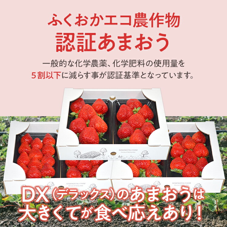 【ふるさと納税】ふくおかエコ農作物認証あまおう DX等級のみ【選べる】 あまおう イチゴ 苺 いちご フルーツ 果物 くだもの 福岡県産 お取り寄せグルメ お取り寄せ 福岡 お土産 九州 福岡土産 取り寄せ グルメ 福岡県 サムネイル2