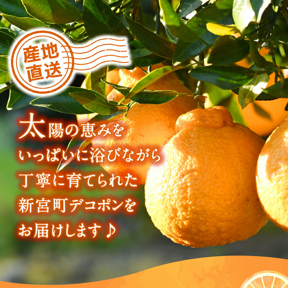 【ふるさと納税】【昨年も大人気】デコポン（約3kg程度）☆2026年配送分予約受付中☆ 不知火 柑橘 フルーツ .AA075 サムネイル3