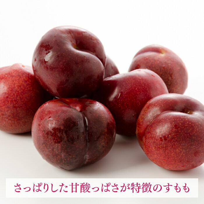 【ふるさと納税】九州・福岡フルーツ王国より直送.すもも.約1.4kg／2026年6月配送 プラム 旬 季節 果物 .AB136 サムネイル2