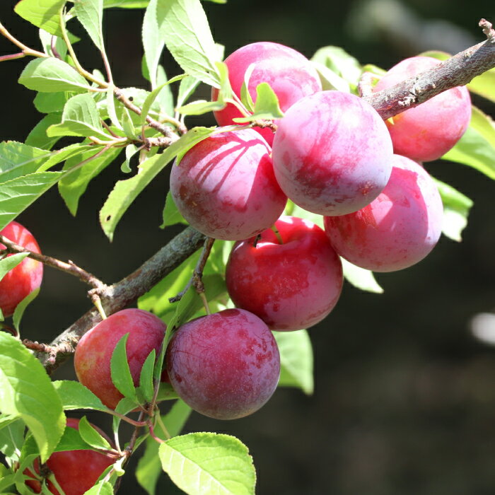 【ふるさと納税】九州・福岡フルーツ王国より直送.すもも.約1.4kg／2026年6月配送 プラム 旬 季節 果物 .AB136 サムネイル3