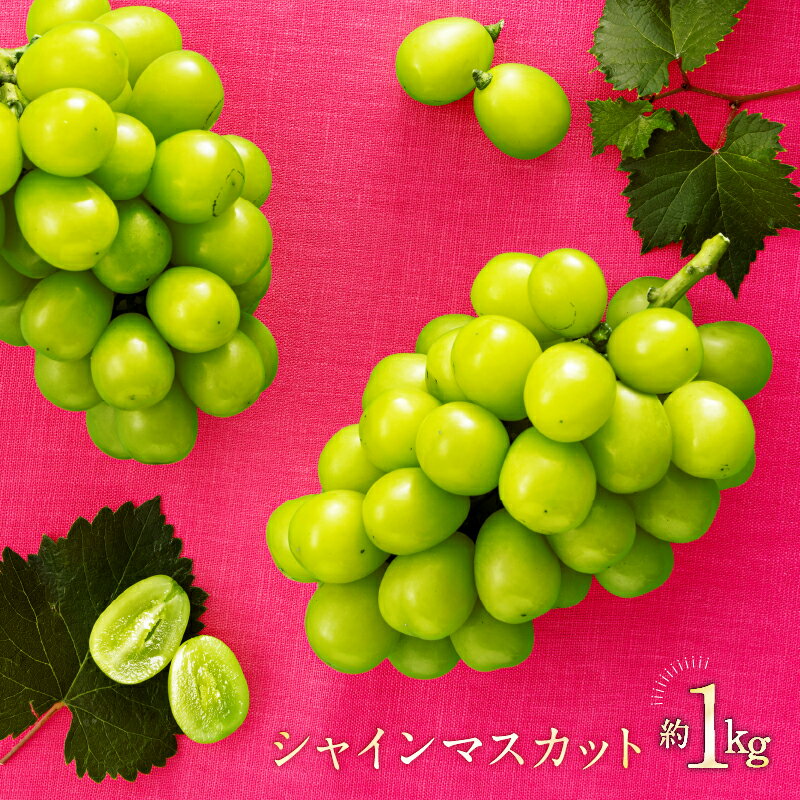 【数量限定】九州・福岡フルーツ王国より直送.シャインマスカット約1kg／2026年9月配送.AC126