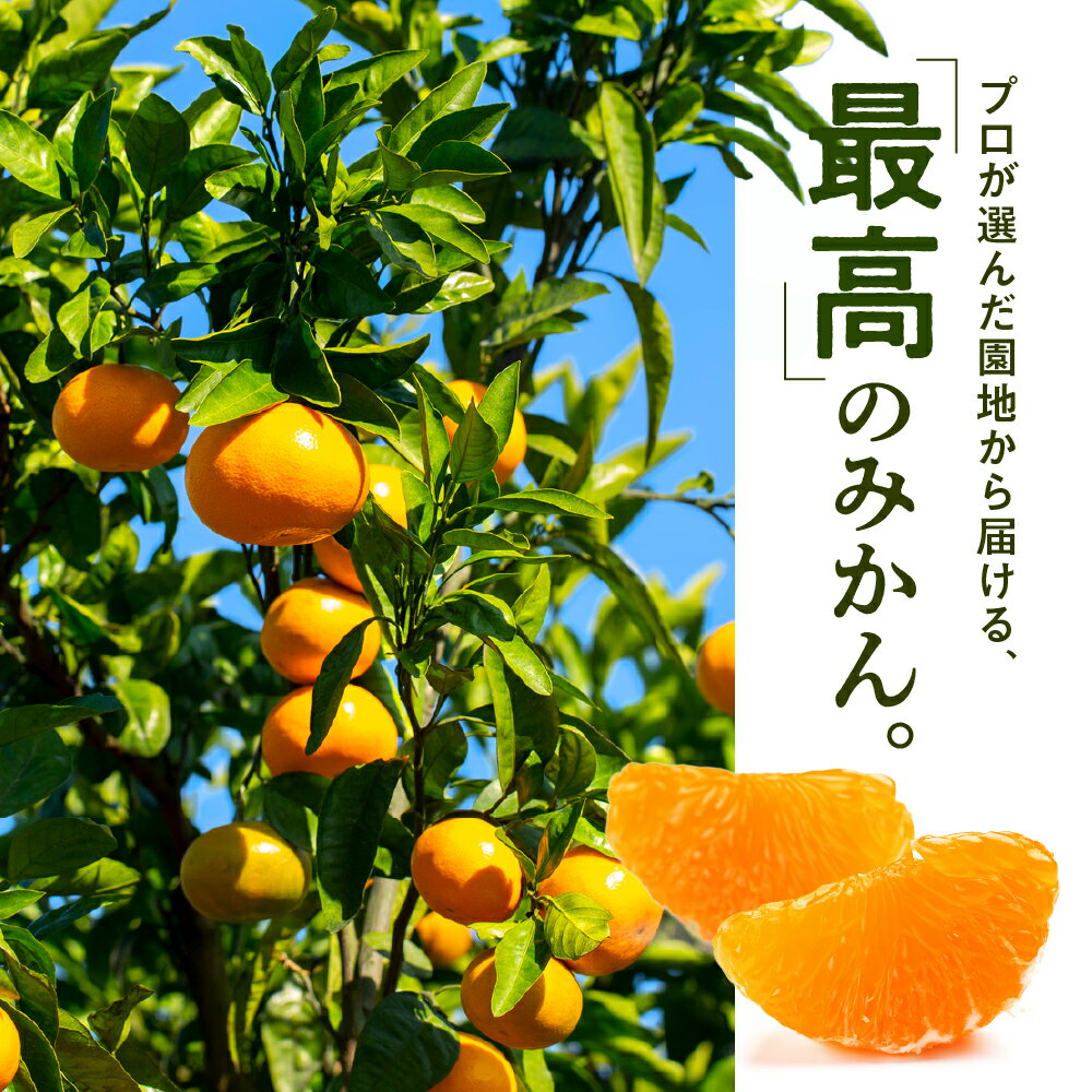 【ふるさと納税】温州みかん（5キロ程度）／2025年11月〜2026年1月配送 産地直送 ミカン.AA074 サムネイル2