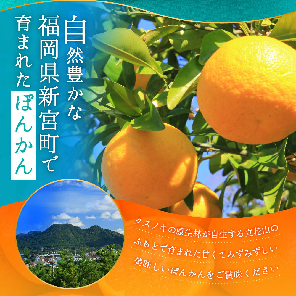 【ふるさと納税】ぽんかん（5kg程度）／2025年12月〜2026年1月配送予定 ポンカン 柑橘 産地直送. AA076 サムネイル2