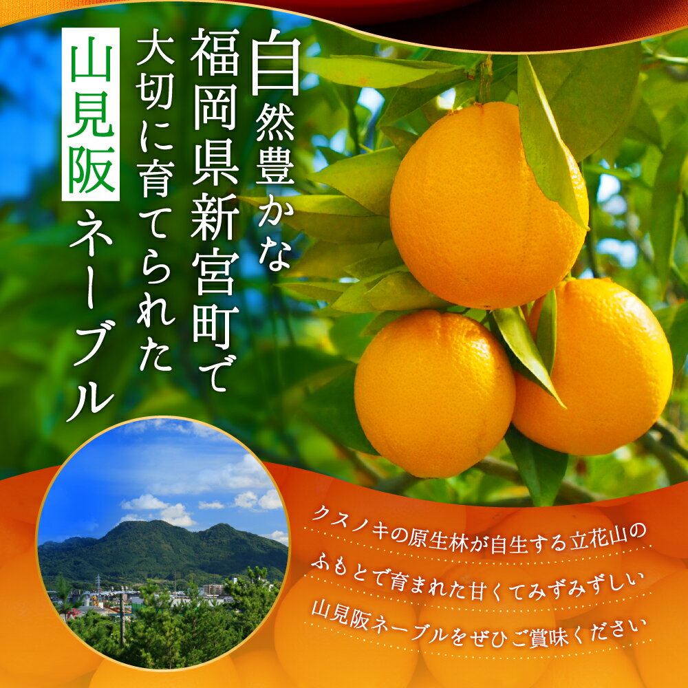 【ふるさと納税】ネーブル（3kg程度）／2025年12月〜2026年1月配送 ネーブルオレンジ 柑橘 フルーツ 旬 季節 果物.AA077 サムネイル2