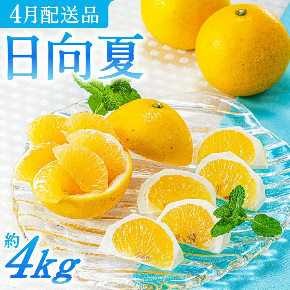 いわくま果樹園の「日向夏」約4kg／2026年4月発送予定.AA098
