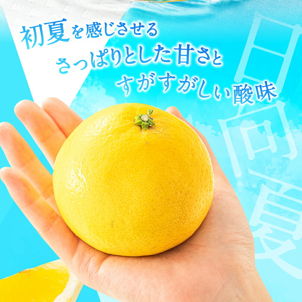 【ふるさと納税】いわくま果樹園の「日向夏」約4kg／2026年4月発送予定.AA098 サムネイル2