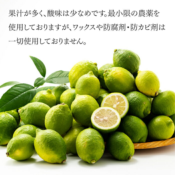 【ふるさと納税】貴重な国産レモン.約5kg.新宮町産の逸品です／2025年9月〜2026年2月発送予定.AA079 サムネイル3