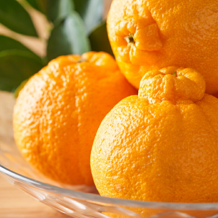 【ふるさと納税】いわくま果樹園自慢の不知火／約4kg(2026年2〜3月発送予定).AA196 サムネイル3