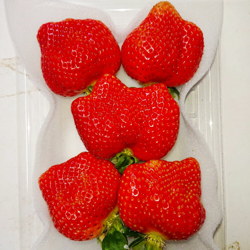 【ふるさと納税】＜選べる容量＞ 大粒あまおう 約250-270g 2パック 4パック 合計約500-540g 約1,000-1,080g あまおう いちご イチゴ 苺 大粒 ストロベリー ベリー フルーツ 果物 旬 冷蔵 送料無料【2026年2月上旬～4月上旬発送予定】 サムネイル3