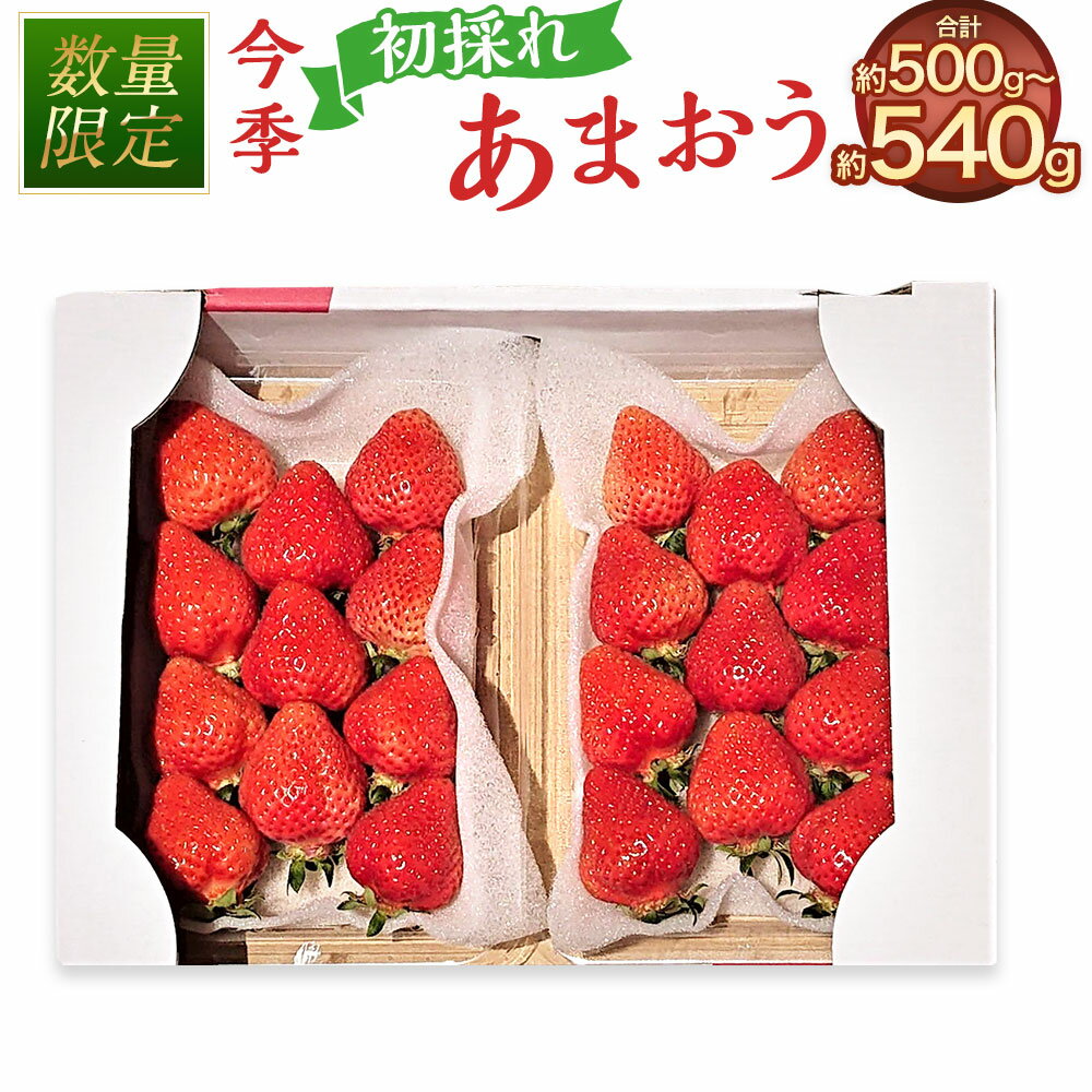 ＜予約＞今季初採れ あまおう 2パック【数量限定】 計約500～540g（約250～270g×2パック） 2L・2A・G規格以上 いちご イチゴ 苺 くだもの 果物 果実 フルーツ 冷蔵産 国産 10500円 1万500円 送料無料 【2025年12月上旬～2026年1月下旬発送予定】