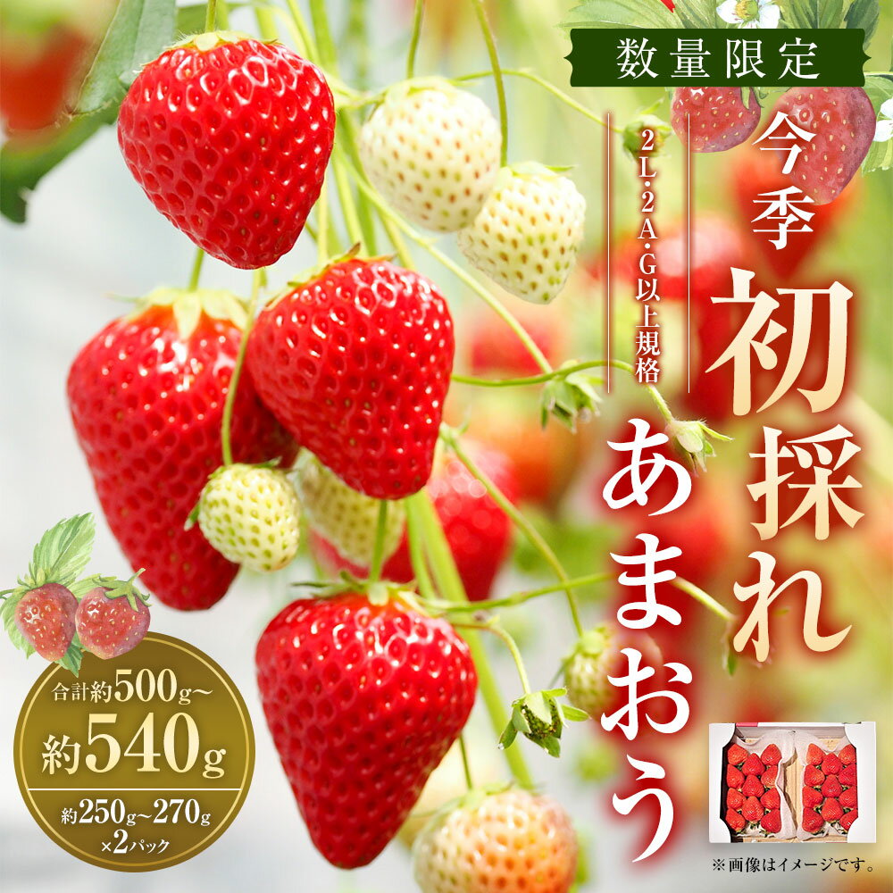 【ふるさと納税】＜予約＞今季初採れ あまおう 2パック【数量限定】 計約500～540g（約250～270g×2パック） 2L・2A・G規格以上 いちご イチゴ 苺 くだもの 果物 果実 フルーツ 冷蔵産 国産 10500円 1万500円 送料無料 【2025年12月上旬～2026年1月下旬発送予定】 サムネイル2