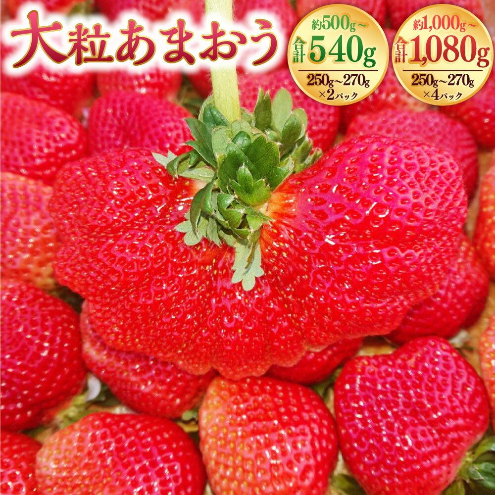 ＜選べる容量＞ 大粒あまおう 約250-270g 2パック 4パック 合計約500-540g 約1,000-1,080g あまおう いちご イチゴ 苺 大粒 ストロベリー ベリー フルーツ 果物 旬 冷蔵 送料無料【2026年2月上旬～4月上旬発送予定】