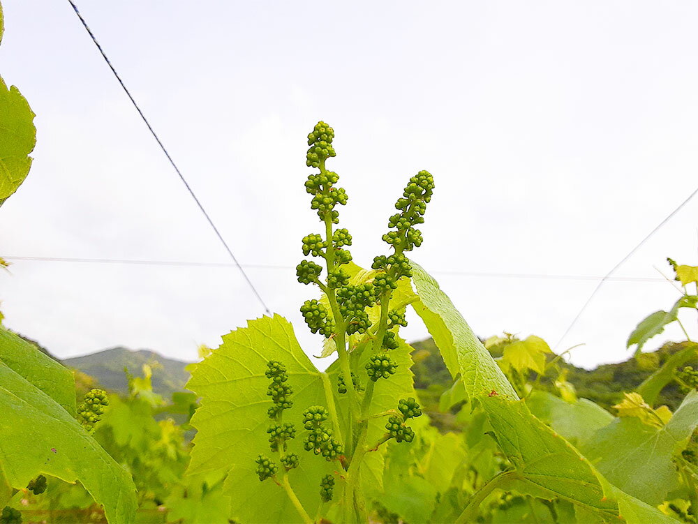 【ふるさと納税】新酒ワイン(赤)×4本 合計3L(750ml×4本) ワイン 赤 赤ワイン セット 家飲み お酒 アルコール 飲料 国産 九州産 福岡県産 夢のワイナリー落成記念♪ 送料無料 サムネイル3