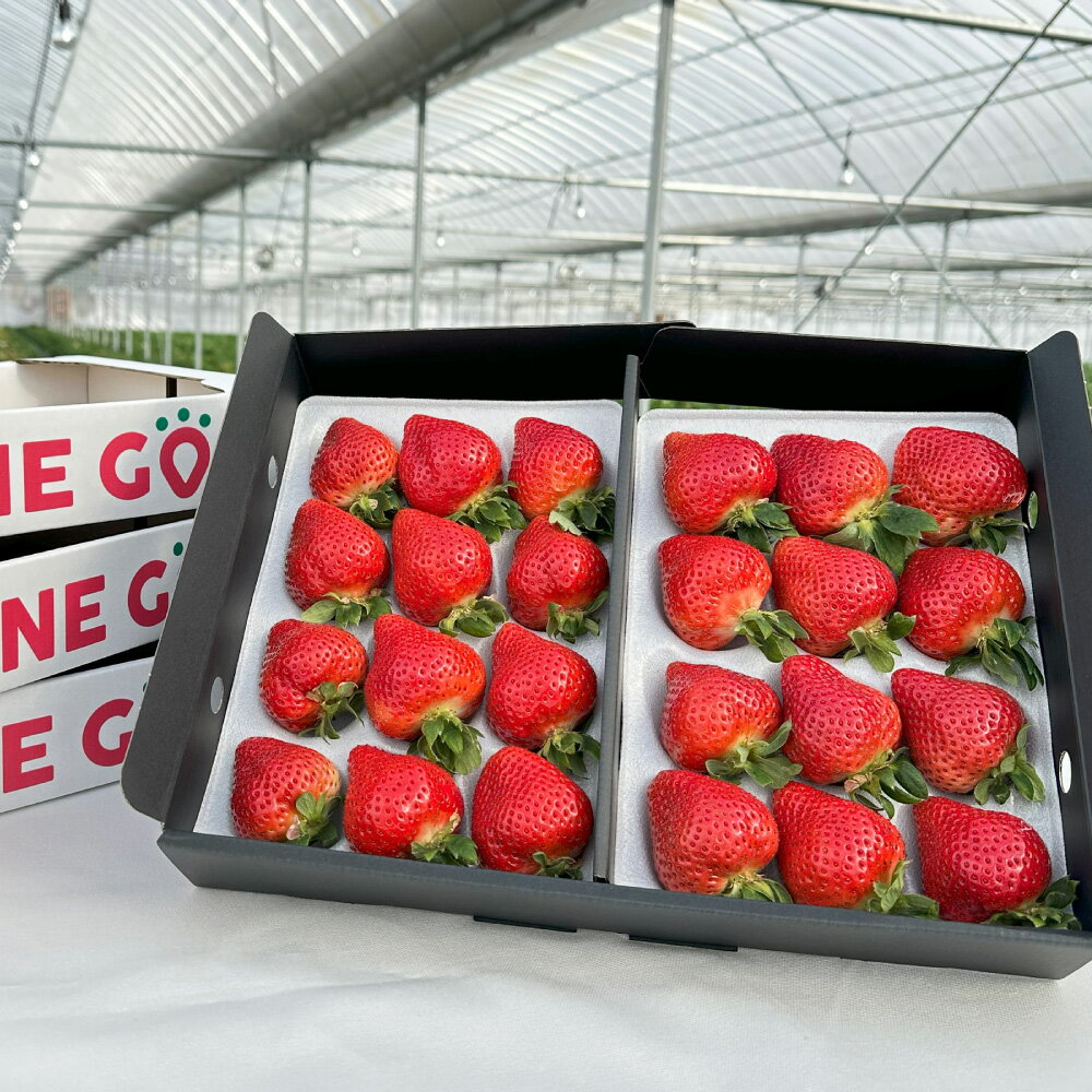 【ふるさと納税】ギフト配送 福岡県産あまおう EX 約450g×2パック〈特別栽培〉 あまおう いちご イチゴ 苺 フルーツ 果物 国産 九州産 福岡県 冷蔵 ブランド エコファーマー認定農家 GAP認定 送料無料 【2026年1月上旬～3月下旬発送予定】 サムネイル3