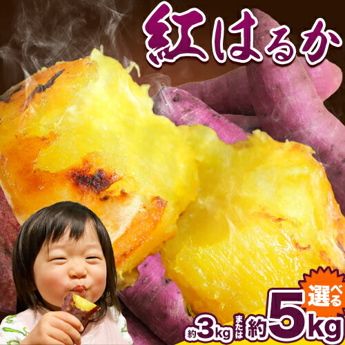 【先行予約】紅はるか 芋 厳選 紅はるか 選べる 3kg 5kg しょうた農園《12月上旬-3月末頃出荷》福岡県 鞍手町 紅はるか さつまいも 芋 いも イモ サツマイモ
