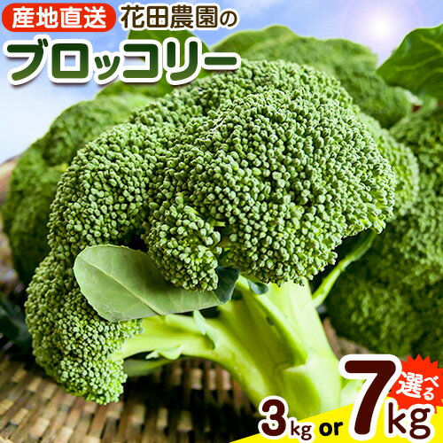ブロッコリー 花田農園 の ブロッコリー 選べる 10個 20個 花田農園 《11月下旬-3月末頃出荷》福岡県 鞍手町 ぶろっこりー 野菜 ブロッコリー 産地直送 送料無料