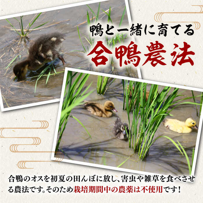 【ふるさと納税】【選べる容量】古野農場の合鴨農法で作った 合鴨米（白米） 3kg / 6kg ▼無農薬 福岡産 農家直送 合鴨農法 白米 精米 桂川町/合鴨家族 古野農場[ADAL002] 15000 以上 15000円 以上 1万円 以上 - 画像3