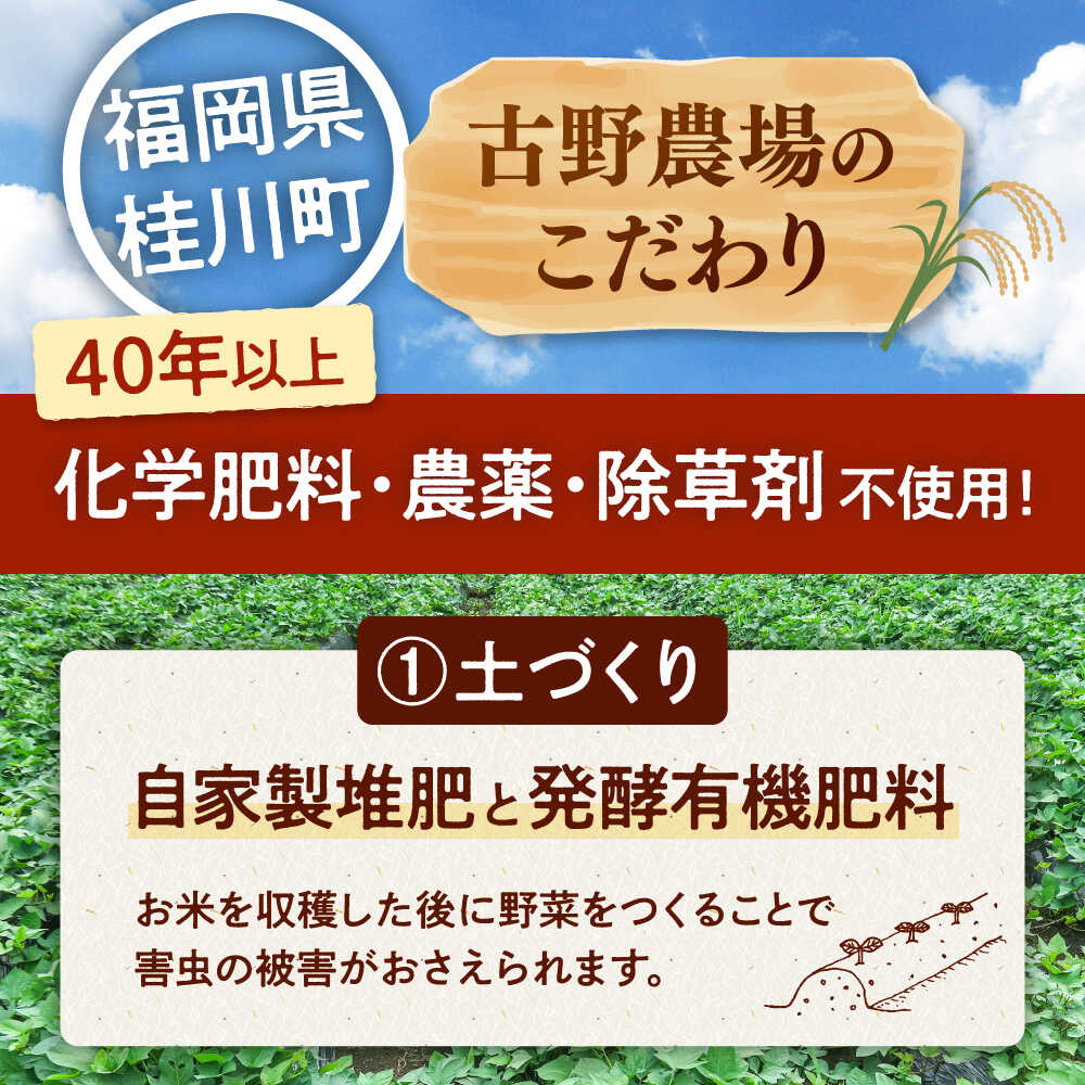 【ふるさと納税】さつまいも 紅はるか 4kg[栽培期間中農薬不使用] 10000 以上 10000円 以上 1万円 以上 - 画像3