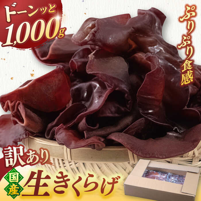 福岡県産 生きくらげ 1kg 木耳 キクラゲ 国産 ▼訳あり 訳アリ わけあり ワケアリ アウトレット 自宅用 きくらげ 生キクラゲ 生木耳 日本産キクラゲ 大容量 きくらげ国産 きのこ 国産 不揃い 桂川町/オドラ株式会社[ADBA001] 7000 7000 7千円