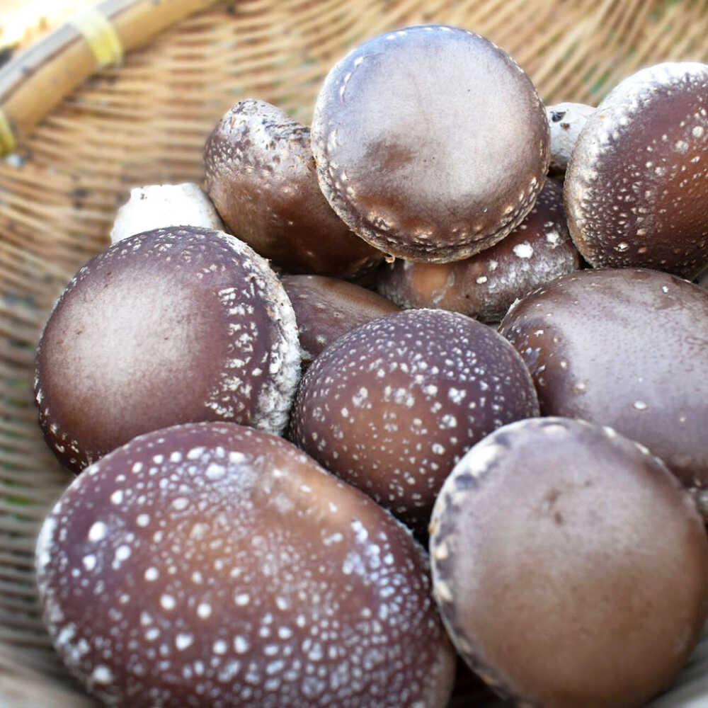 【ふるさと納税】生しいたけ 1kg ▼椎茸 しいたけ シイタケ 生しいたけ 生シイタケ おおきい ジャンボ 肉厚 生鮮 生鮮食品 どんこ 煮物 国産 福岡 桂川町/オドラ株式会社[ADBA014] 10000 以下 10000円 以下 1万円 以下 - 画像2