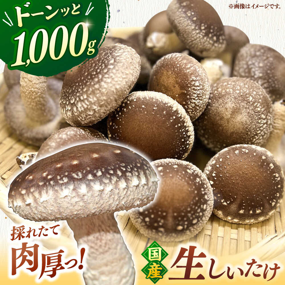 生しいたけ 1kg ▼椎茸 しいたけ シイタケ 生しいたけ 生シイタケ おおきい ジャンボ 肉厚 生鮮 生鮮食品 どんこ 煮物 国産 福岡 桂川町/オドラ株式会社[ADBA014] 10000 以下 10000円 以下 1万円 以下