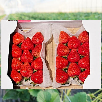 【ふるさと納税】あまおう デラックス （ 4パック ） 3LA1 サムネイル2