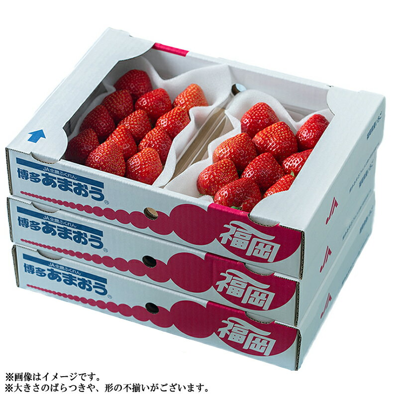 【ふるさと納税】予約 春 お届け 福岡産 あまおう 6パック いちご イチゴ 苺 ベリー ビタミン 博多 高級 デザート 果物 くだもの フルーツ ジャム ケーキ にも 送料無料 数量限定 福岡 東峰村 3V4 サムネイル3