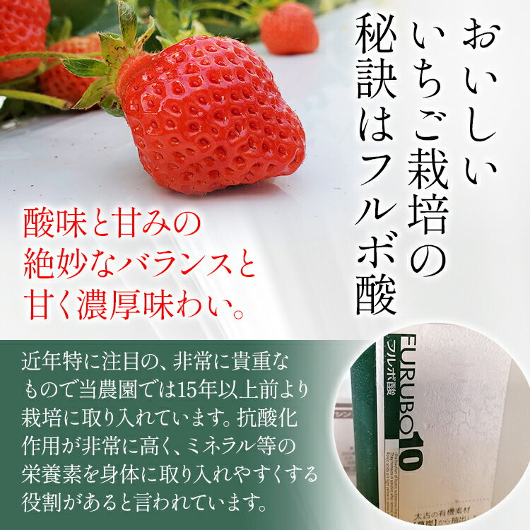 【ふるさと納税】荒巻エコタロウ農園のあまおう約300g×4パック(約1200g)【2026年2月下旬以降順次出荷予定】BJ04 サムネイル3