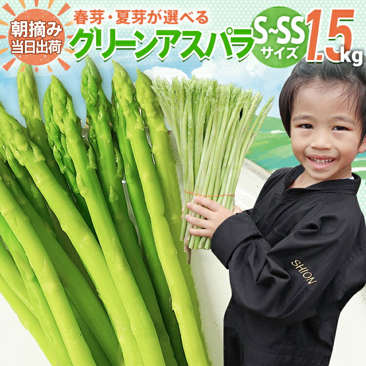 数量限定 アスパラ S～SSサイズ 1.5kg 選べる 春芽／夏芽　朝採り 朝採れ 直送 グリーンアスパラガス アスパラ　BT09 BT13 BT-S0006