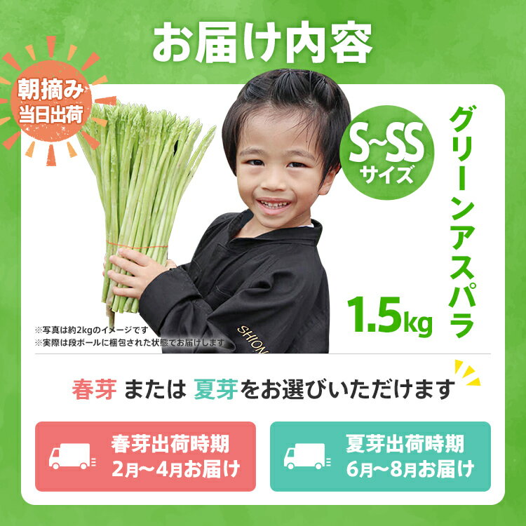 【ふるさと納税】数量限定 アスパラ S～SSサイズ 1.5kg 選べる 春芽／夏芽　朝採り 朝採れ 直送 グリーンアスパラガス アスパラ　BT09 BT13 BT-S0006 - 画像3