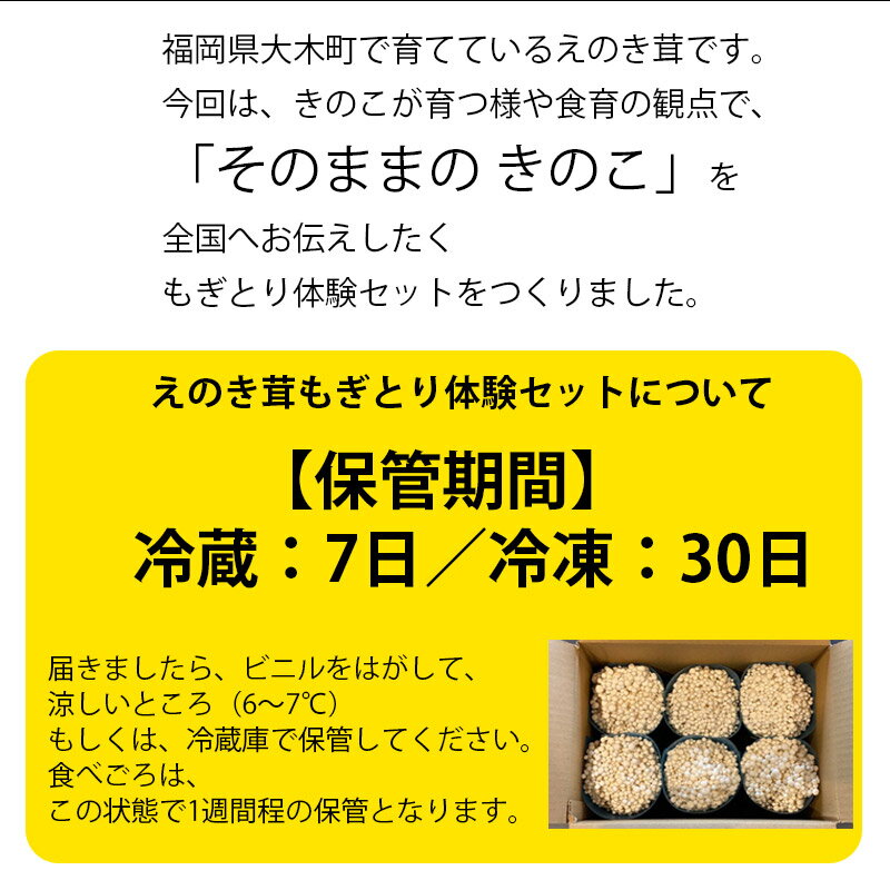 【ふるさと納税】きのこ えのき茸もぎとり体験セット ビン付えのき茸 6本 食育 研究 体験 自由研究 子供 こども 学習 教育 夏休み キッド 栽培 育てる おすすめ 福岡県 大木町 株式会社共夢 BF03 - 画像2