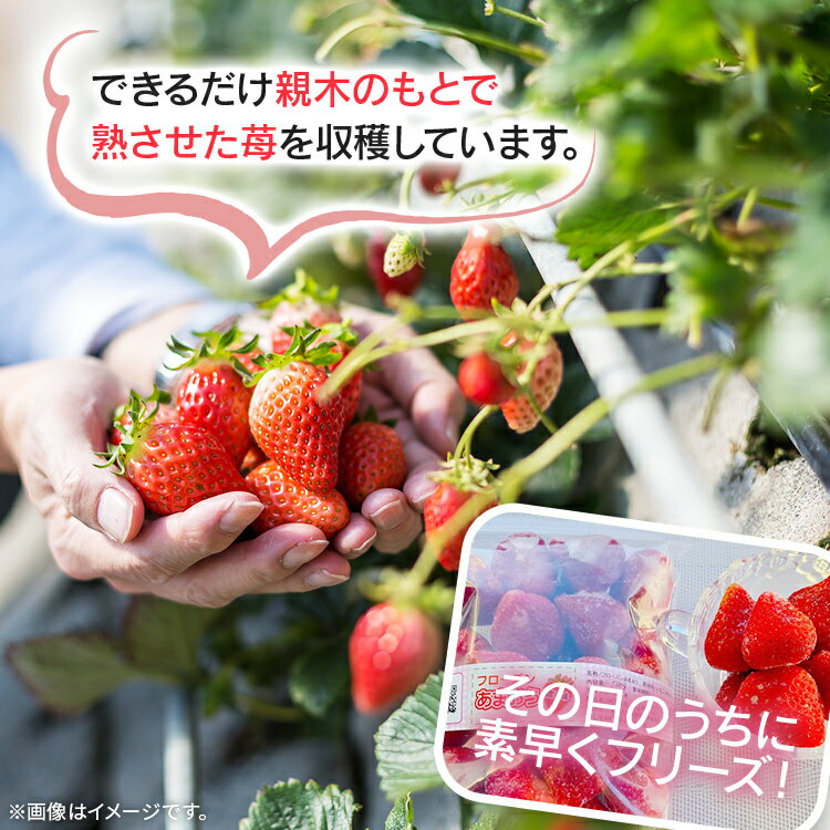 【ふるさと納税】フローズンあまおう1kg or 2kg【BD10/BD11】 サムネイル2