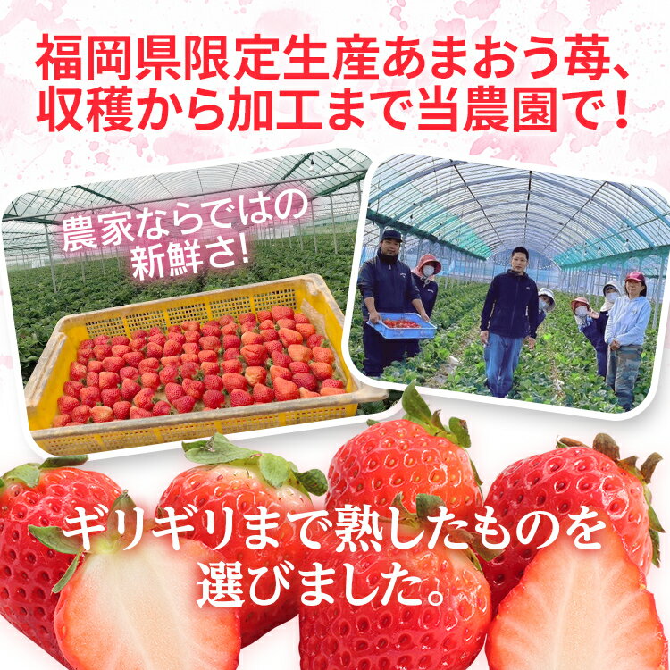 【ふるさと納税】フローズンあまおう1kg or 2kg【BD10/BD11】 サムネイル3