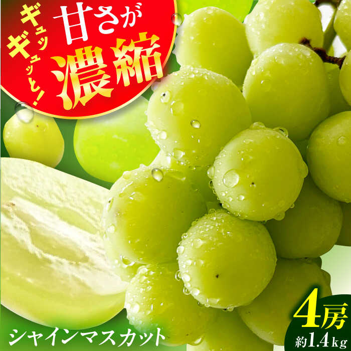 【★先行予約★ 2026年8月下旬以降発送】シャインマスカット 約1.4kg 産地直送 果物 くだもの 旬 広川町 / JAふくおか八女農産物直売所どろや[AFAB007]