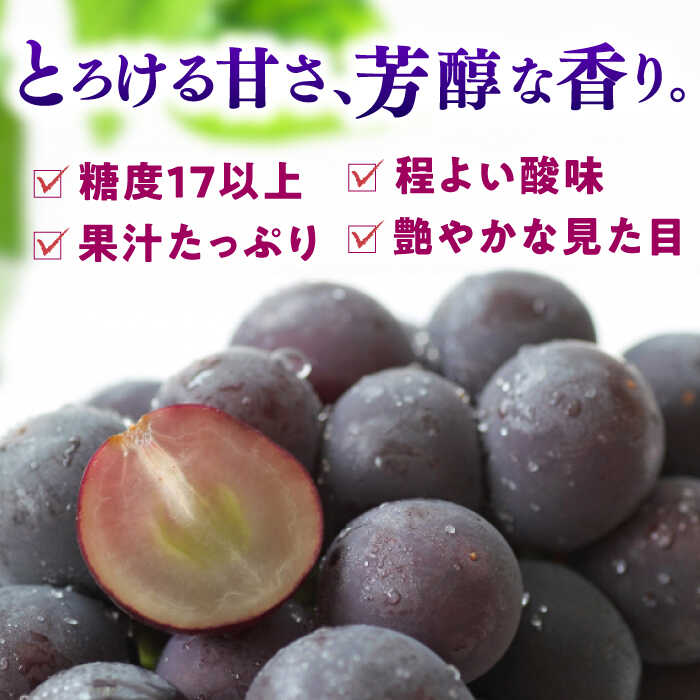 【ふるさと納税】【★先行予約★ 2026年7月中旬より発送】 種なし巨峰 約1.4kg ブドウ ぶどう 葡萄 きょほう グレープ 広川町 / JAふくおか八女農産物直売所どろや[AFAB017] サムネイル2