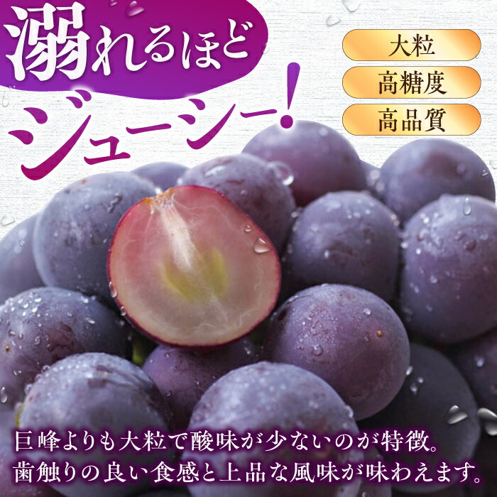 【ふるさと納税】【★先行予約★ 2026年7月中旬より発送】ピオーネ 約1.4kg　広川町 / JAふくおか八女農産物直売所どろや[AFAB047] サムネイル2