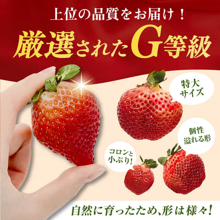 【ふるさと納税】【★先行予約★　2026年2月より発送】【選べる回数×ケース数】あまおうG等級 1回or2回 / 1ケース-3ケース 広川町 / JAふくおか八女農産物直売所どろや[AFAB069] サムネイル3