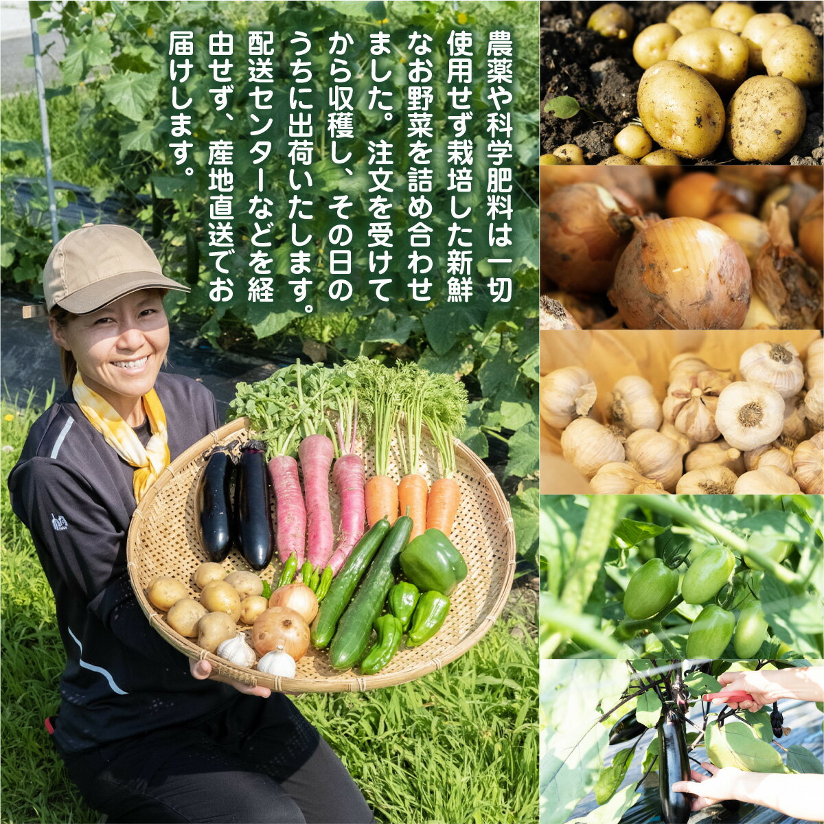 【ふるさと納税】 季節のお野菜 12ヶ月 定期便 野菜 セット 詰め合わせ 農薬不使用 新鮮 採れたて やさい HAN 送料無料 - 画像3